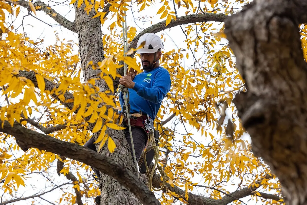 Skilled Tree Pruning crew working in Le Roy